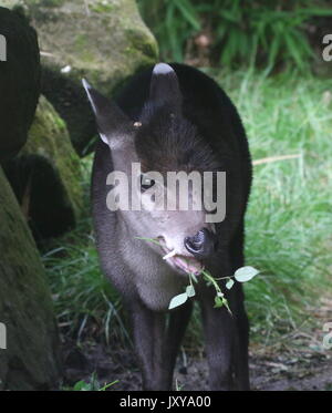 Nahaufnahme eines männlichen Chinesischen getuftete Rotwild (laphodus Cephalophus) Ernährung auf Blätter Stockfoto