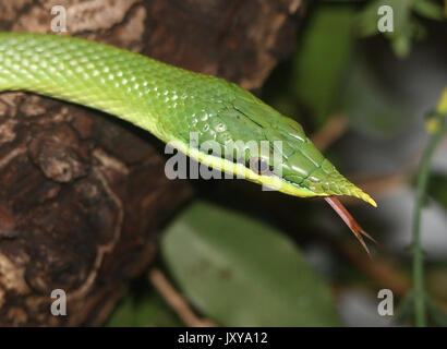 Vietnamesische Nashorn ratsnake oder Longnose Schlange (Gonyosoma boulengeri, Rhynchophis Boulengeri), gespaltene Zunge angezeigt. Stockfoto