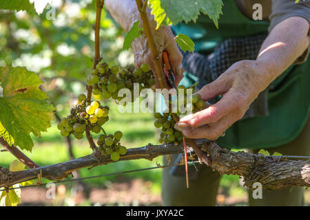 Weinlese im Weinberg 'Domaine du Braden" in Quimper, von einem Bretonischen association "Les amis de la Vigne" (Freunde der Reben). Weinlese Stockfoto