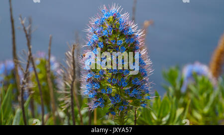 Madeira - Stolz auf Madeira Blume blühen in blauer Farbe, bevor das Wasser des Meeres Stockfoto