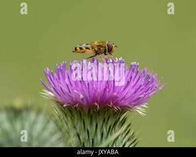 Hoverfly, Episyrphus balteatus, Fütterung von der Lila Blume von einem Speer Distel, Cirsium vulgare, Stockfoto