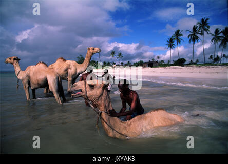 Somalische Stammesangehörigen Baden ihre Kamele am Diani Beach, Kenia Stockfoto