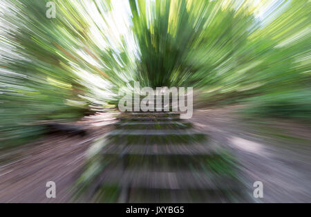 Treppe in den Wäldern mit Zoom blast Wirkung in den Wäldern rund um den Roggen Park in High Wycombe, England am 17. August 2017. Foto von Andy Rowland. Stockfoto