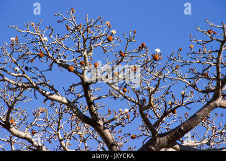 Früchte der Baobab in Madagaskar sind gemeinhin als verpackte Süßigkeiten verwendet Stockfoto