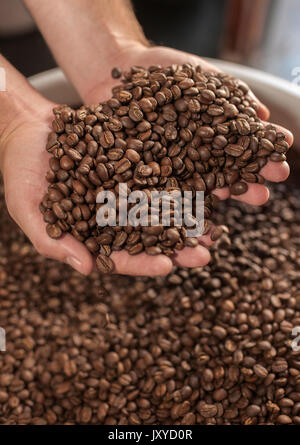 Zwei Hände, die gerösteten Kaffeebohnen. Stockfoto