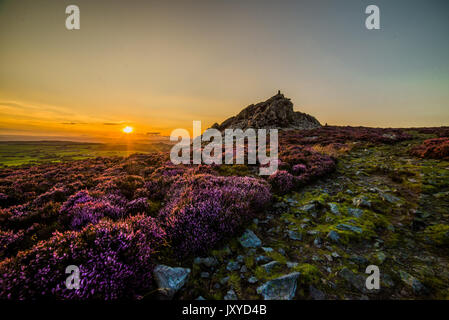 Schönen Sonnenuntergang Fotos im Shropshire Hills, England UK Schöne lila Heidekraut, die zu den Felsen der Stiperstones. Stockfoto