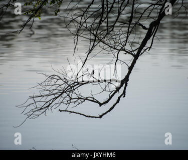 Zweige eines Baumes und ein Vogel auf einem Hintergrund des Wassers des Sees in einem Spring Park Stockfoto