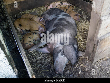 Gefleckte Ferkel in der Schweine-trail Schlafen im Stroh und säugt die Mutter sow Stockfoto