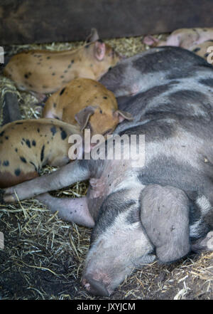 Gefleckte Ferkel in der Schweine-trail Schlafen im Stroh und säugt die Mutter sow Stockfoto