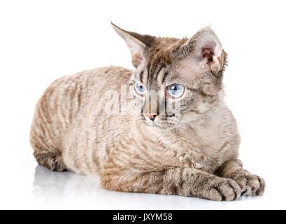 Grau Devon Rex Katze liegend auf weißem Hintergrund Hintergrund Stockfoto