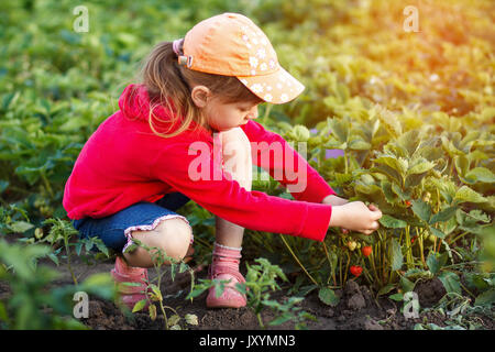 Erdbeere, Sommer, Urlaub und Erholung Begriff - süße kleine Mädchen pflücken frische Erdbeeren an warmen und sonnigen Sommer Tag Stockfoto