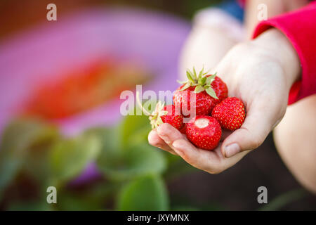 Erdbeere, Sommer, Urlaub und Erholung Begriff - Kind Kommissionierung Erdbeeren. Kinder aus frischem Obst auf organische strawberry Farm. Outdoor Sommer Spaß Stockfoto
