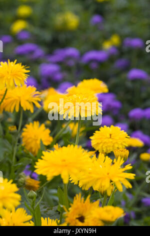 Calendula officinalis im Garten. Stockfoto