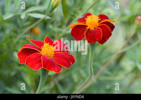 Tagetes Patula. Tagetes im Garten. Stockfoto