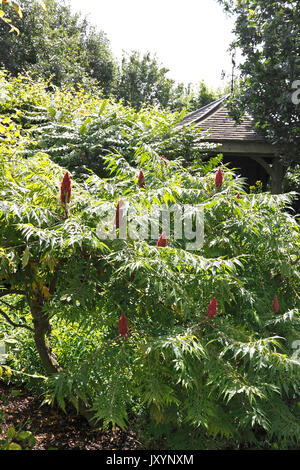 RHUS TYPHINA. Hirsch Horn SUMACH. VELVET SUMACH Stockfoto