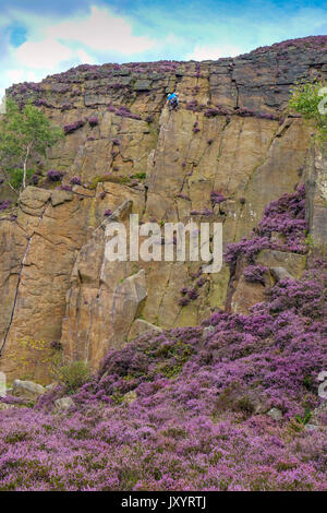 Kletterer im Mühlsteinbruch mit lila heidekraut, Peak District, Derbyshire Stockfoto