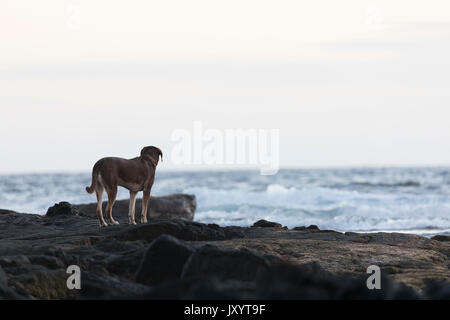 Hund steht auf Felsen in der Nähe von Ocean Stockfoto