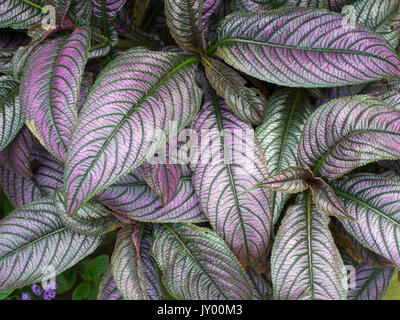 Persische Schild Strobilanthes dyeriana Stockfoto