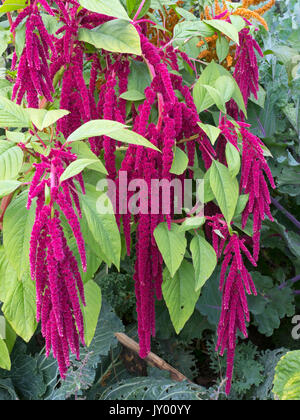 Amaranthus Caudatus. Love-lies-Bleeding im Sommer Grenze Stockfoto