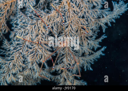 Ortmann squat Lobster (Chirostylus ortmanni Fehler Baba, 1968) seine Beute warten auf den Baum wie Gorgonien. Tiefe 18 m. Stockfoto