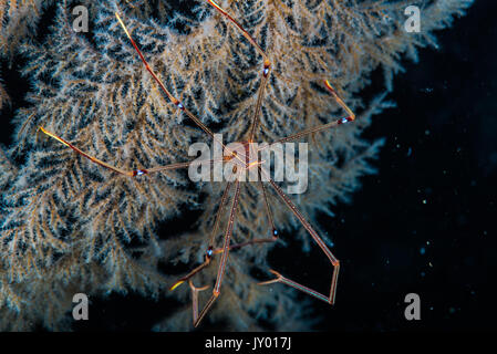 Ortmann squat Lobster (Chirostylus ortmanni Fehler Baba, 1968) seine Beute warten auf den Baum wie Gorgonien. Tiefe 18 m. Stockfoto