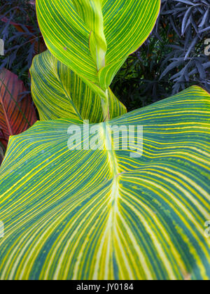 CANNA Lily Leaf Nahaufnahme im Garten Grenze Stockfoto