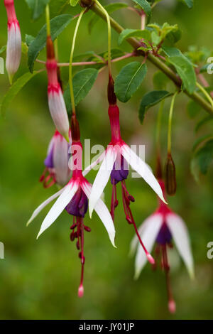 Rot weiss und lila Blüten der Hardy Strauch fuchsia, Fuchsia magellanica 'Lady Speck' Stockfoto