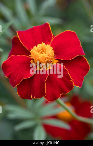 Orange umrandet rote Blume der Hälfte - robustes jährliches, Sammetblume (Tagetes Patula 'Linné Linnaeus) Stockfoto