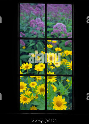 Blick durch ein Fenster auf eine bunte Blume Bett im Sommer Stockfoto