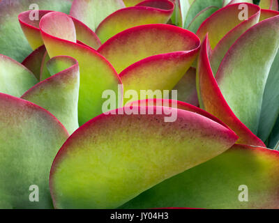 Flapjack Pflanze Kalanchoe thyrsiflora Stockfoto