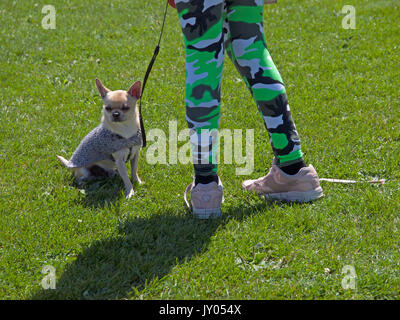 Einer Hundeausstellung in Preston Park, Brighton Stockfoto