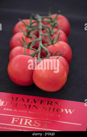 Tomaten angezeigt bei Malvern Herbst zeigen, drei Grafschaften Showground, Worcestershire, England. Vereinigtes Königreich. Stockfoto