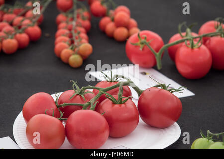 Tomaten angezeigt bei Malvern Herbst zeigen, drei Grafschaften Showground, Worcestershire, England. Vereinigtes Königreich. Stockfoto