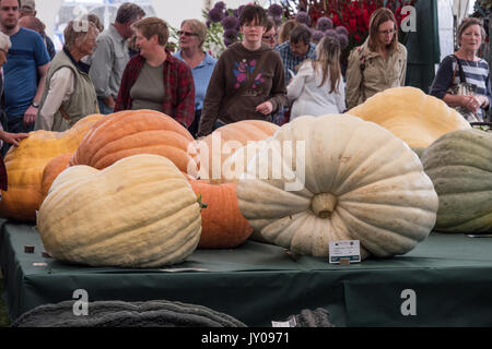 Riesige Gemüse bei Malvern Herbst zeigen. Drei Grafschaften Showground, Worcestershire, England. Vereinigtes Königreich. Stockfoto