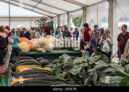 Riesige Gemüse bei Malvern Herbst zeigen. Drei Grafschaften Showground, Worcestershire, England. Vereinigtes Königreich. Stockfoto