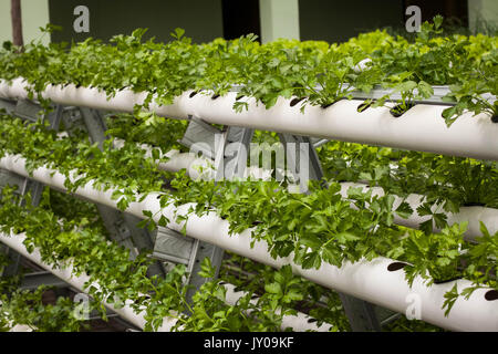 Vertikale Garten mit Rohr pvc-Foto in jogja Yogyakarta Indonesien java genommen Stockfoto