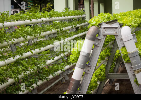 Vertikale Garten mit Rohr pvc-Foto in jogja Yogyakarta Indonesien java genommen Stockfoto