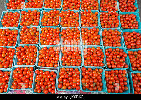 Behälter der wilden mexikanischen Tomaten zum Verkauf im Union Square grünen Markt in Manhattan, New York City. Stockfoto