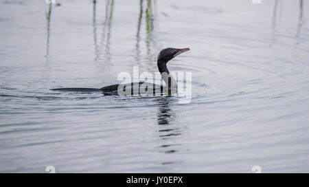 Ein wenig Kormoran in der Zucht Gefieder schwimmen über den Fluss Stockfoto