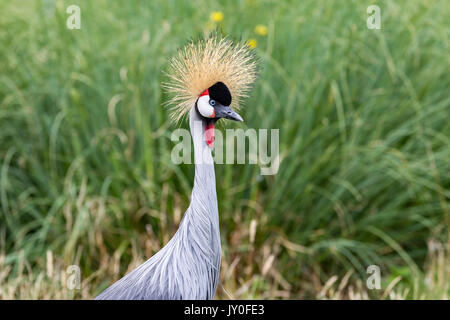 Grau-necked gekrönt, Balearica regulorum gibbericeps Ceane. Hamerton Zoo Park, Cambridgeshire. Stockfoto