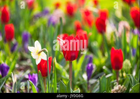 Rote Tulpe close-up in einem Feld in den Niederlanden Stockfoto