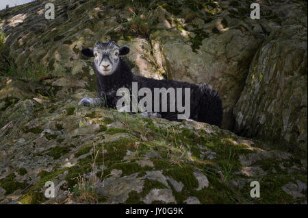 Herdwick-schafe Lamm Stockfoto