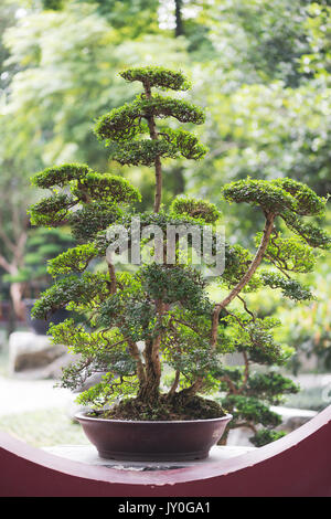 Bonsai Baum in einem Chengdu Park Stockfoto