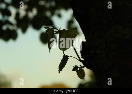 Kleine Blätter sprießen von einem alten Baum. Stockfoto