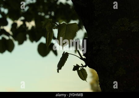 Kleine Blätter sprießen von einem alten Baum. Stockfoto
