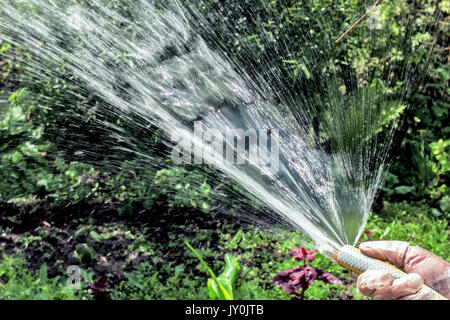 Wasserstrahl aus dem Schlauch zu Wasser, sonnigen Garten Stockfoto