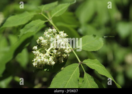 Verspielt Foto von einem Büschel der kleinen weißen Blüten. Stockfoto