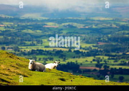 Zwei Mutterschafe Schafe auf Moel Famau und die Clwydian Hügel Bereich mit Blick auf das Tal von Clwyd und der wunderschönen walisischen Landschaft unter den Hügeln, Wales, Großbritannien Stockfoto