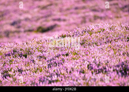 Ein Teppich von Lila blühende Heidekraut am Fuße hängen der Moel Famau in der Clwydian Hügel reichen Hügel im Sommer, Wales, Großbritannien Stockfoto