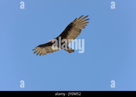 Türkei-Geier Cathartes Aura, Erwachsene IN FLIGHT, PARACAS-Nationalpark IN PERU Stockfoto